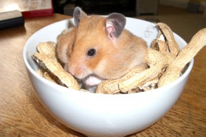 syrian-hamster-storing-food.jpg